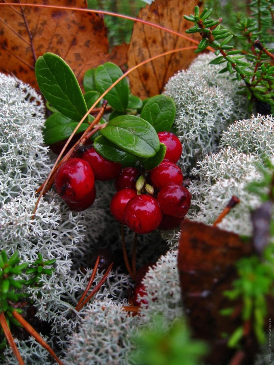 Лес грибы ягоды