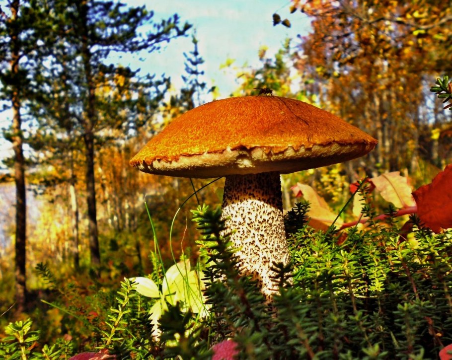 Лес брусничник грибы