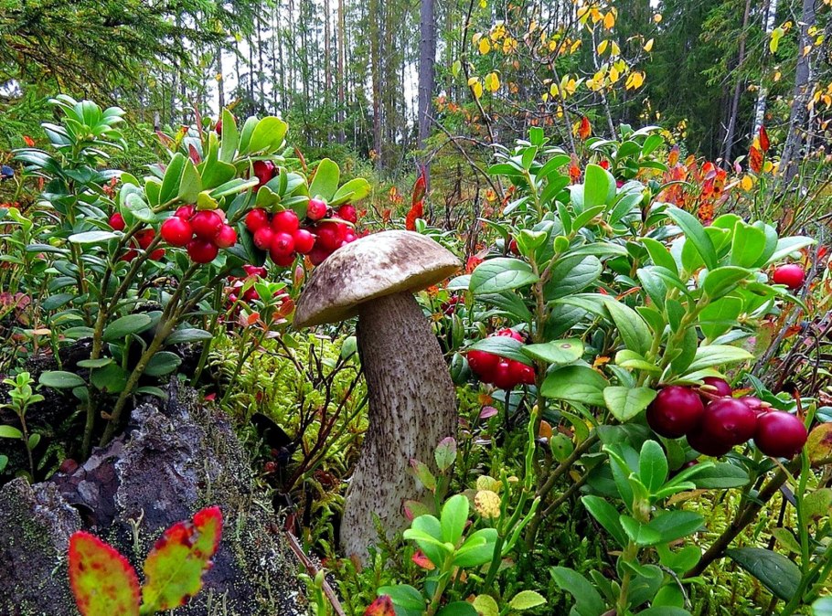 Свердловская область брусника