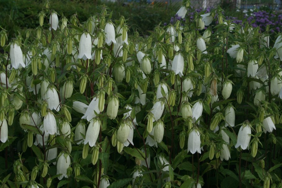 Колокольчик точечный (Campanula punctata)