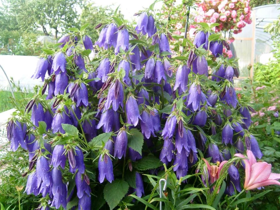 Колокольчик точечный (Campanula punctata)