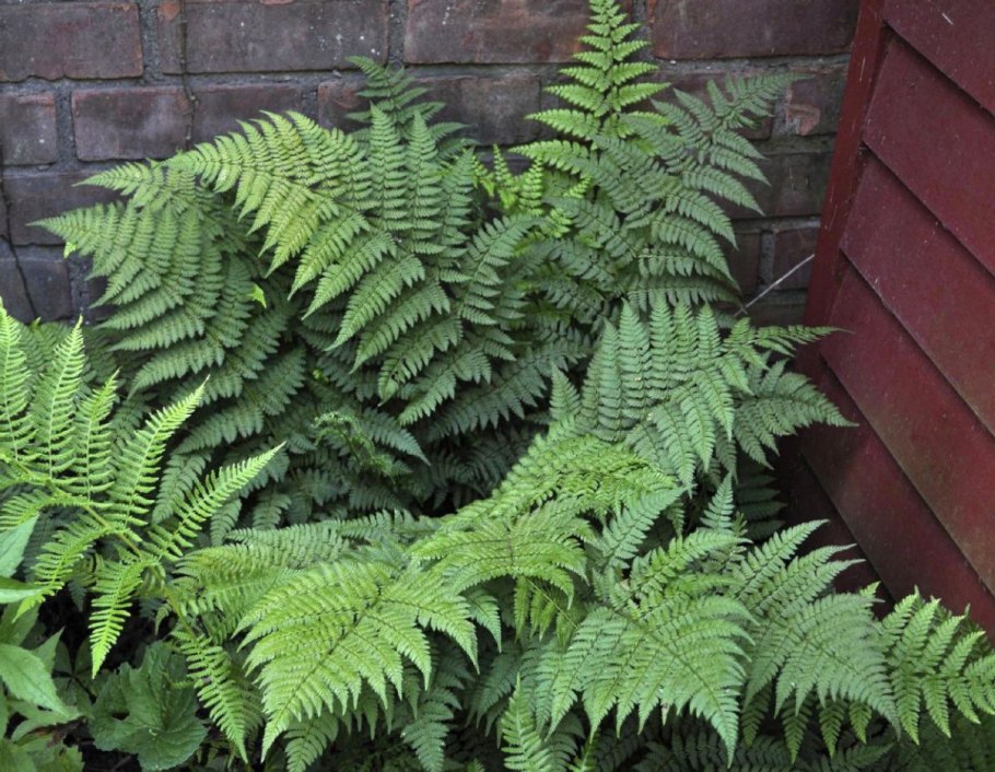 Какое именно растение. Деннштедтия волосистая. Hay Scented Fern.