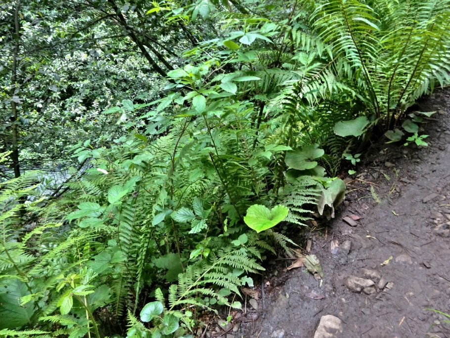 Папоротник Южный