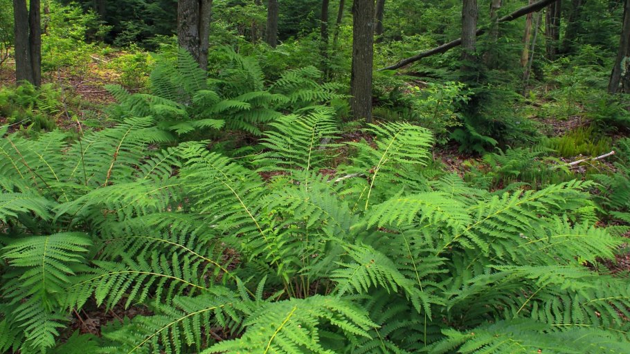 Скальные папоротники