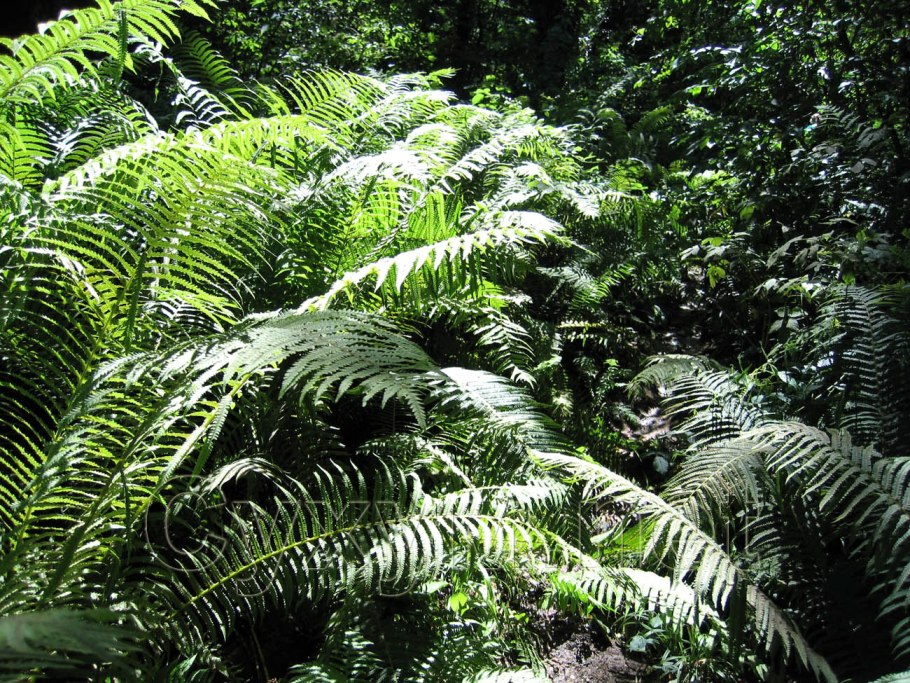 Папоротник Мориса