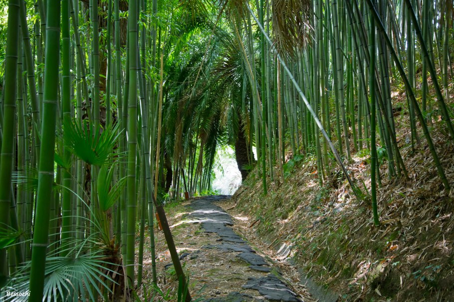 Собака в траве папоротник