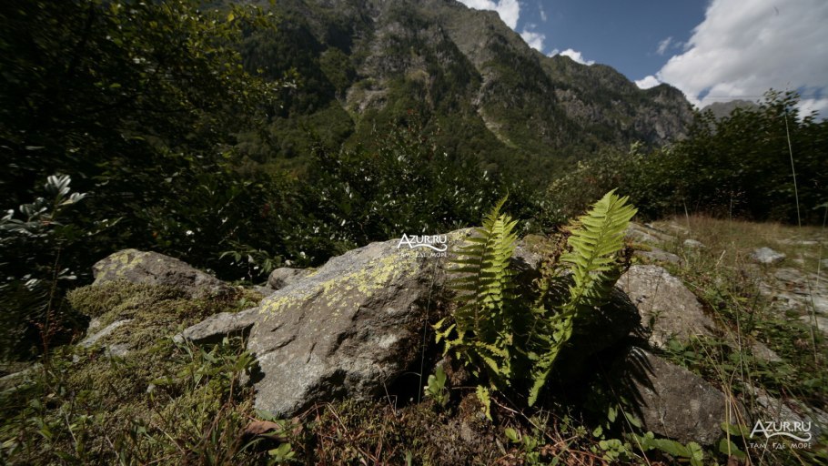 Хвощ Лесной это папоротник