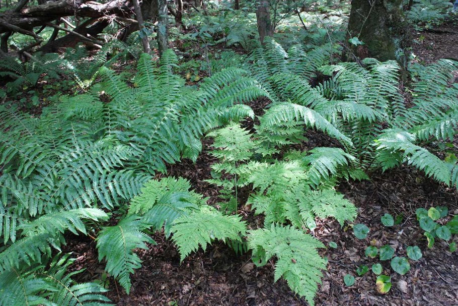 Папоротник Тодея