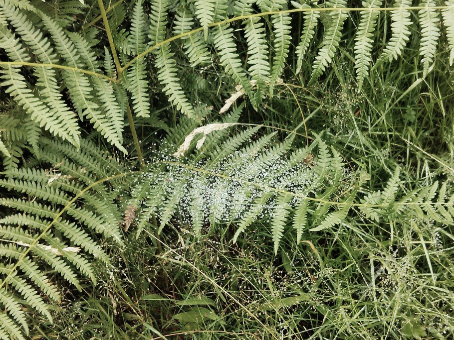 Папоротник кавказский