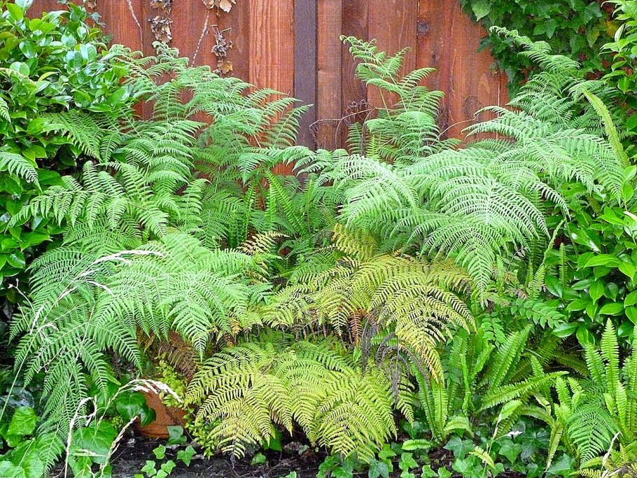 Папоротник домашний Diplazium esculentum