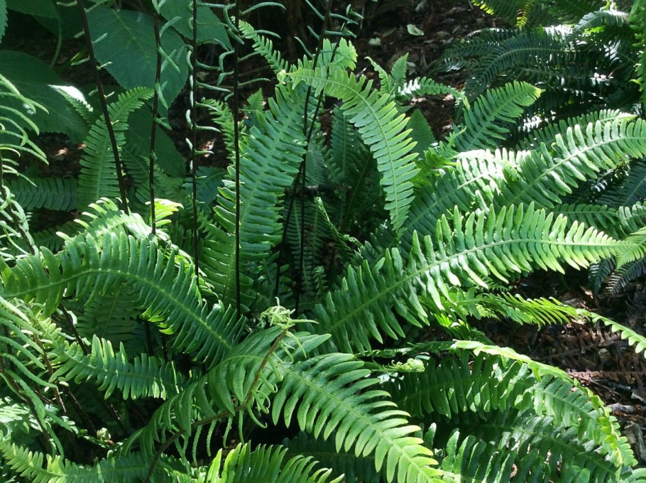 Папоротник Green Fantasy