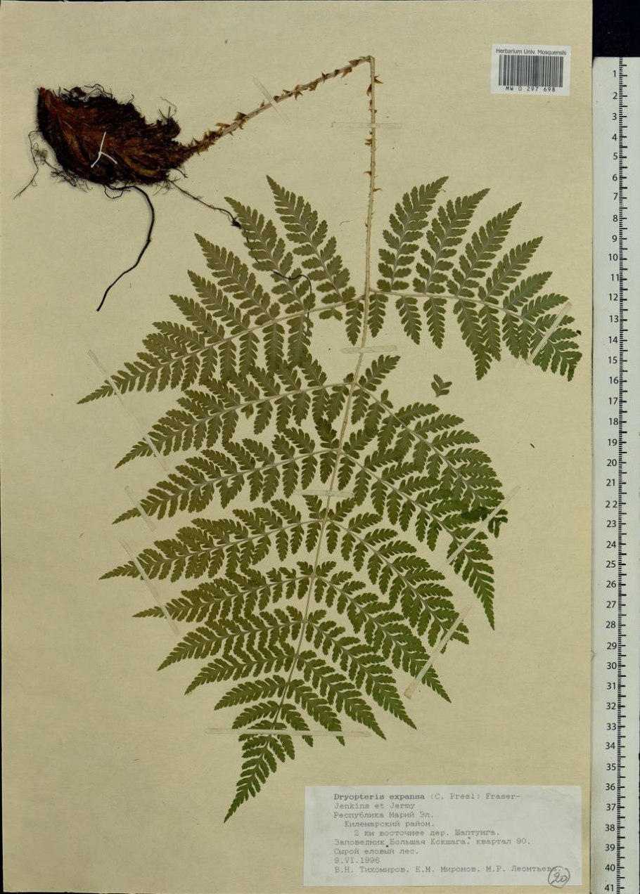 Dryopteris filix-mas цикл