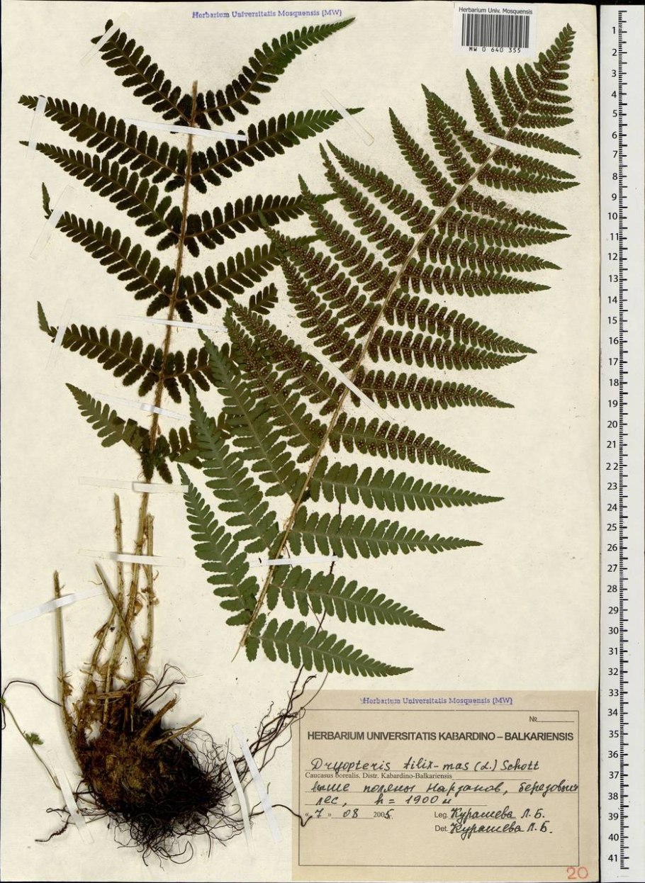 Щитовник родственный dryopteris affinis