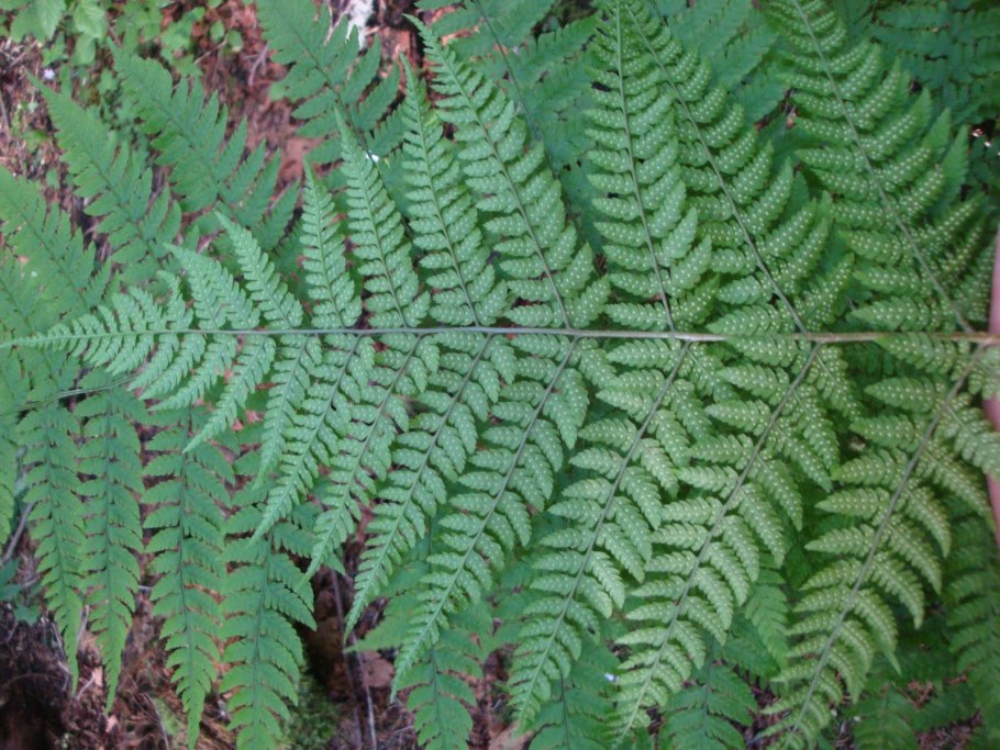 Папоротник dryopteris palmata