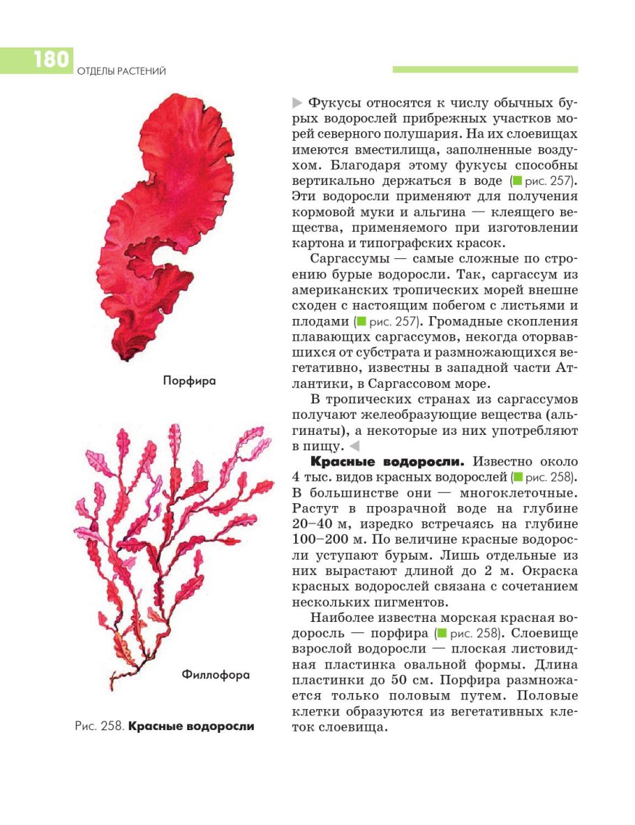 Порфира водоросль строение