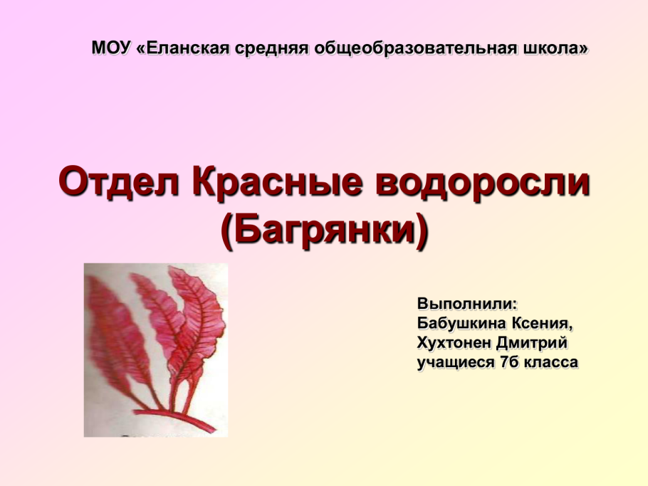 Отдел красные водоросли багрянки