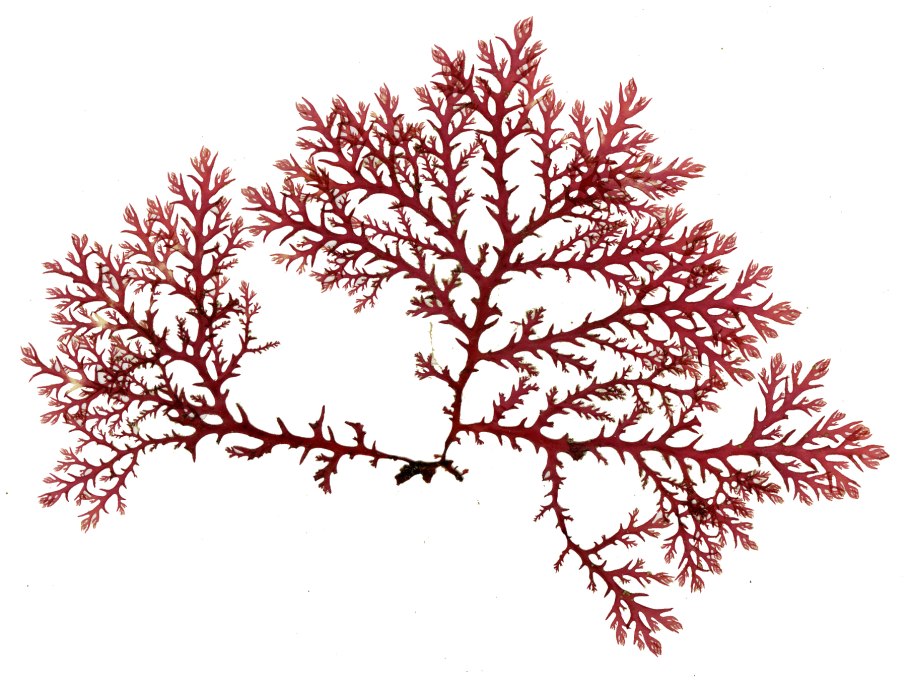 Красные водоросли Филлофора