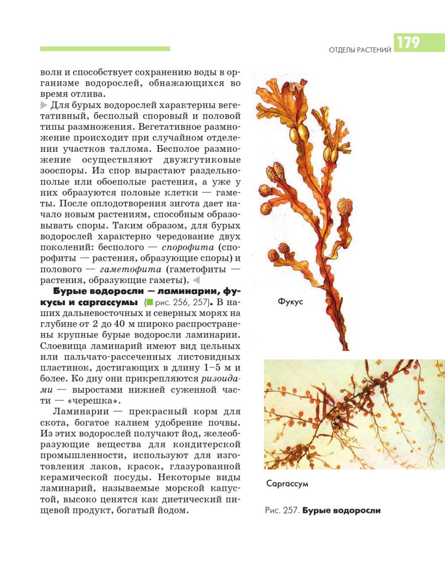 Порфира Филлофора