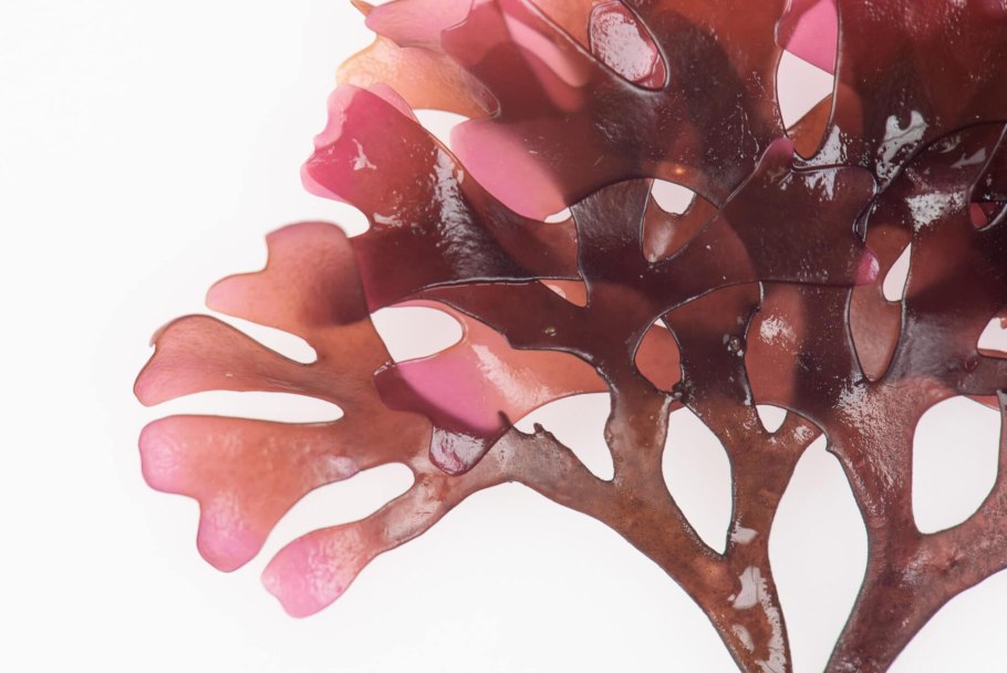 Красные водоросли хондрус