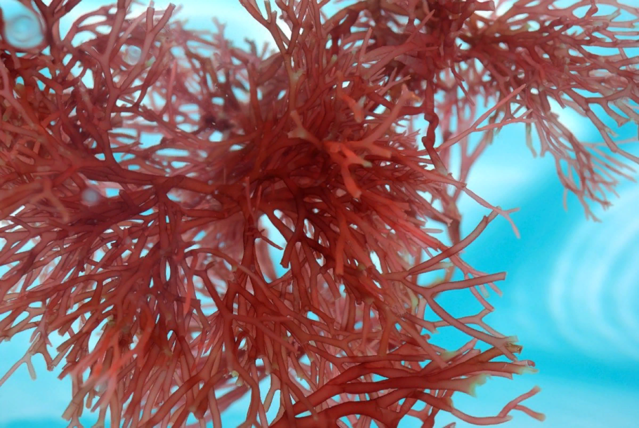 Разнообразие водорослей