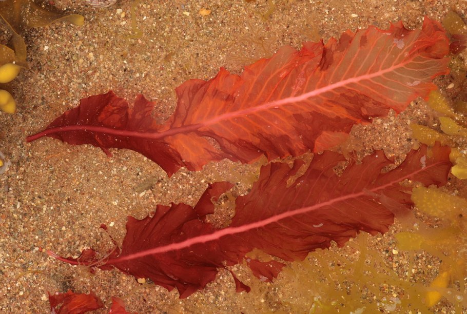 Водоросли порфира 50 гр