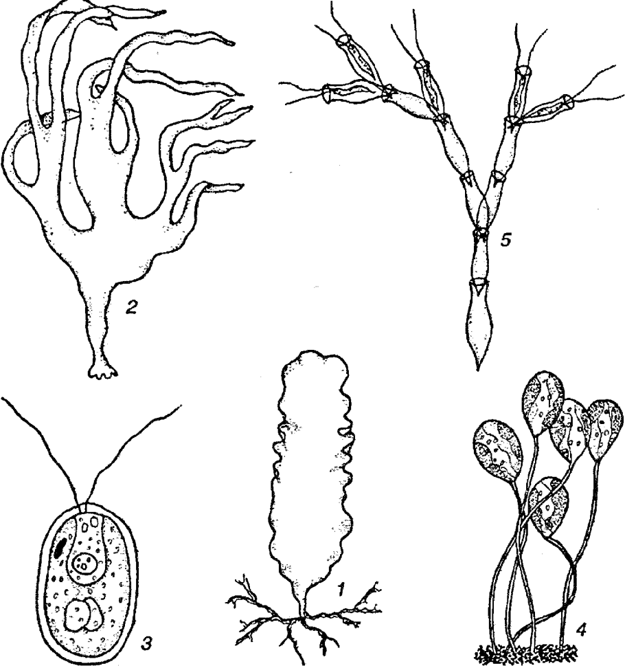 Ламинария размер