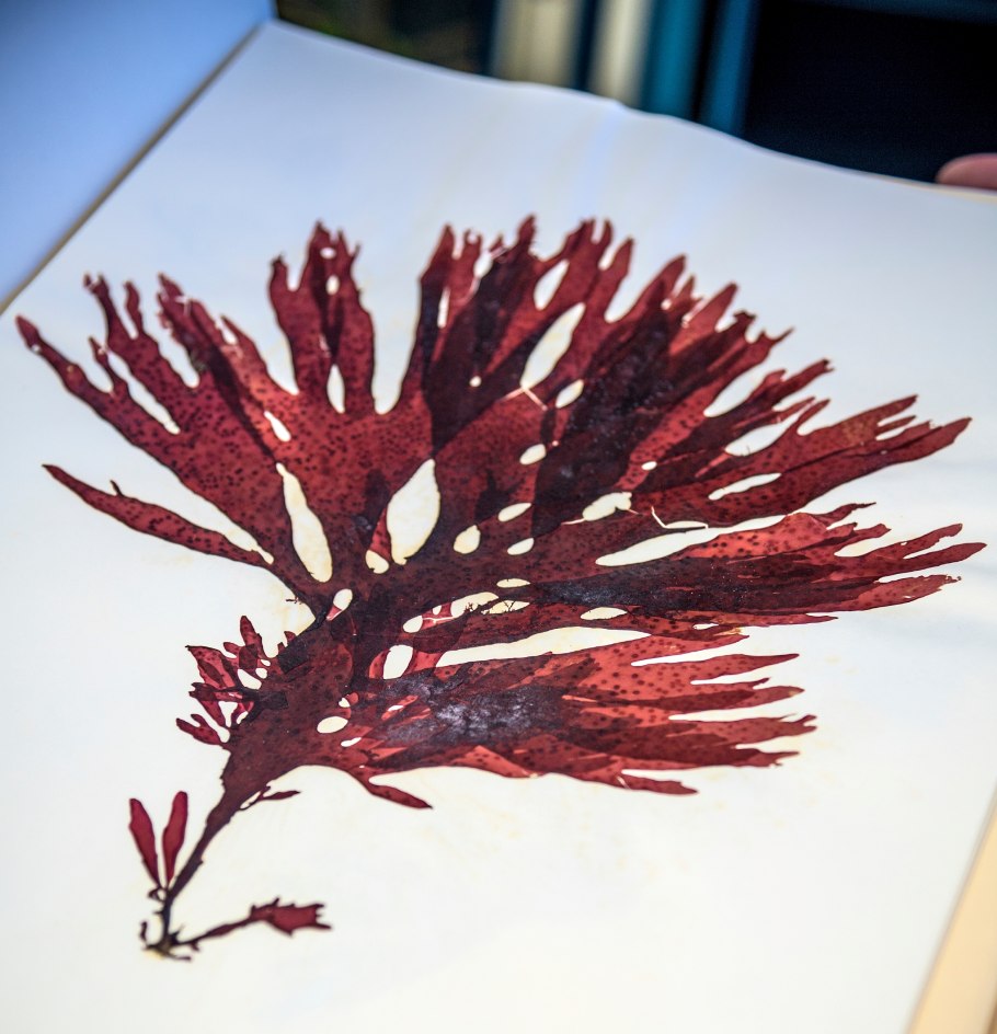 Церамиум водоросль гербарий