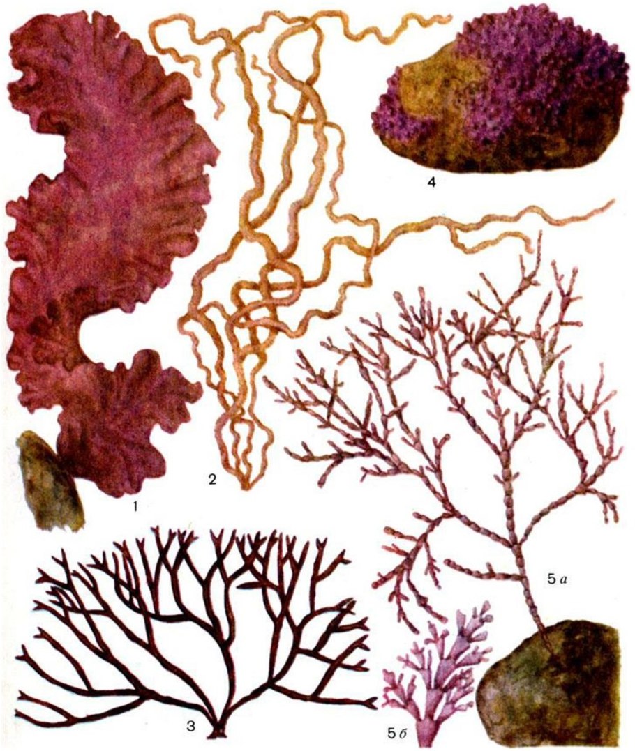 Mastocarpus pacificus водоросли