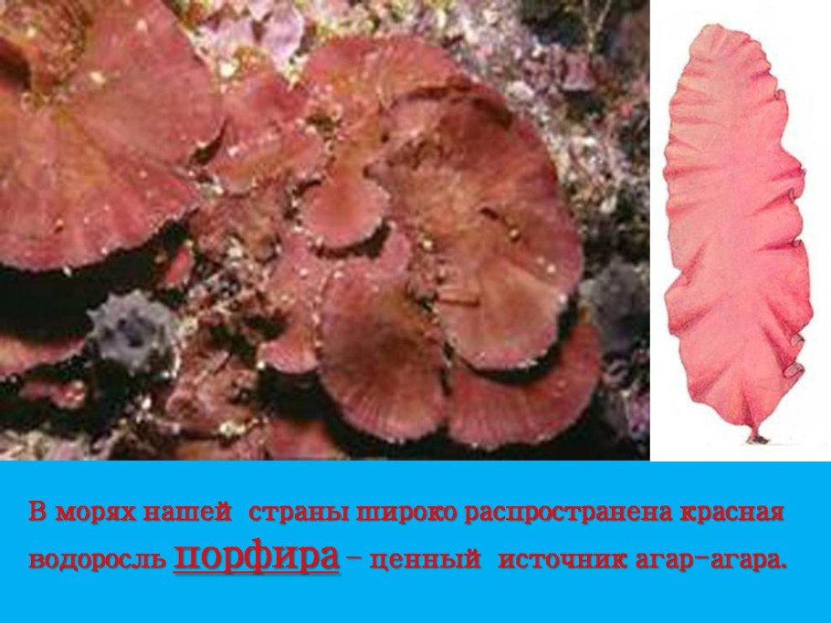 Водоросль Каролина имитация коралла