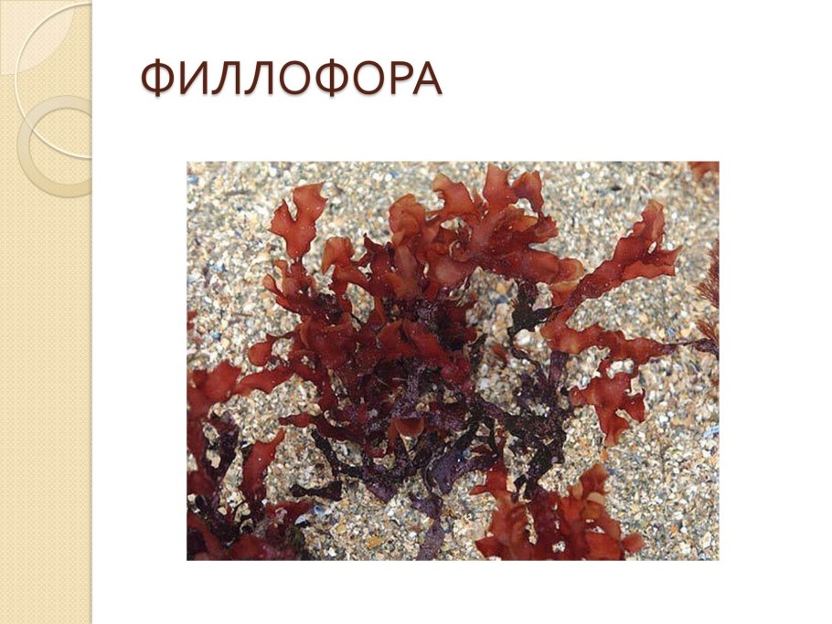 Порфира рисунок карандашом