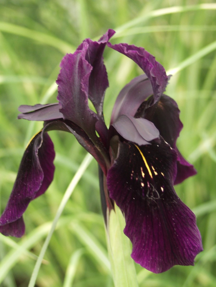 Ирис Black form Chrysographes