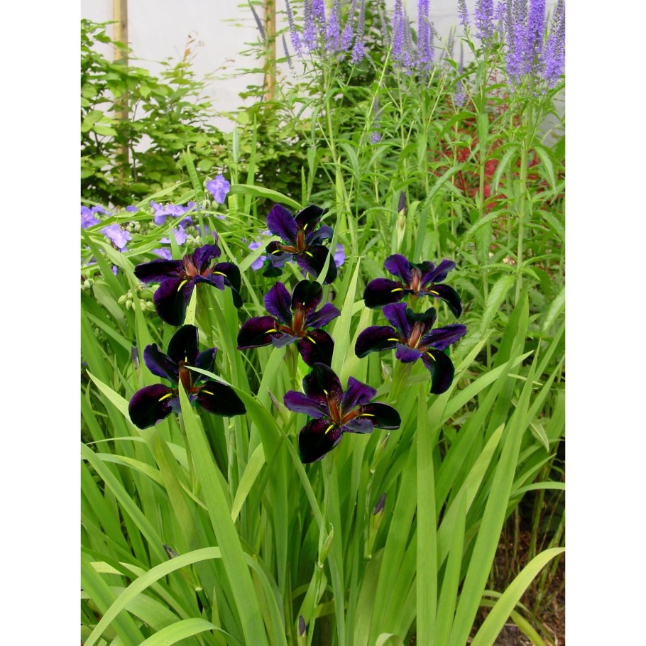 Ирис Блэк Джокер