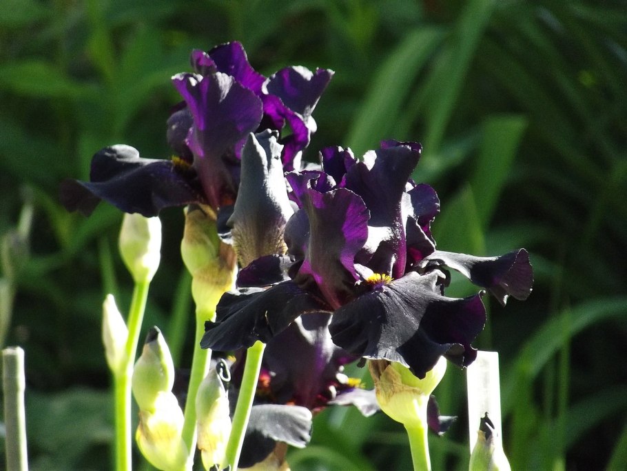 Ирис германский Блэк Найт
