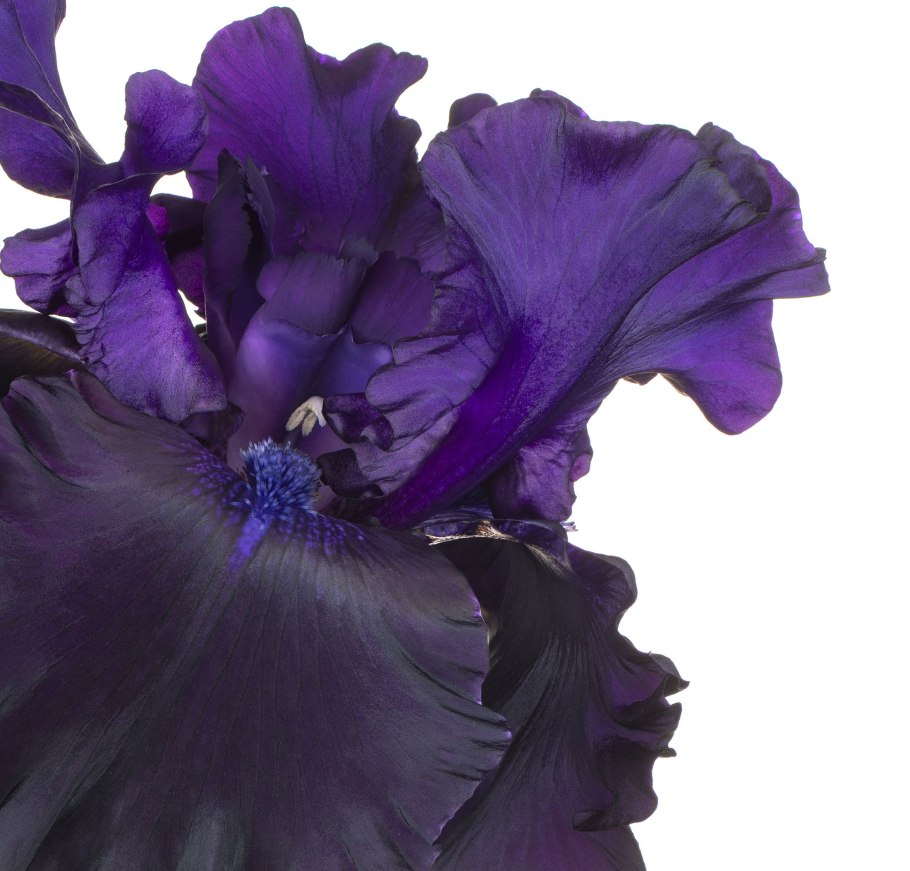 Черный Ирис Блэк