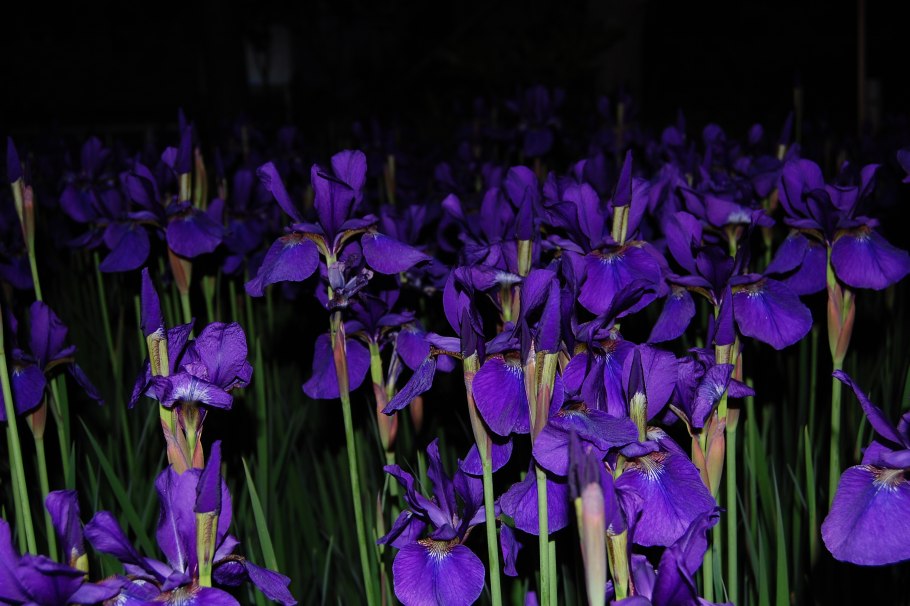 Ирис германский Блэк Дрэгон