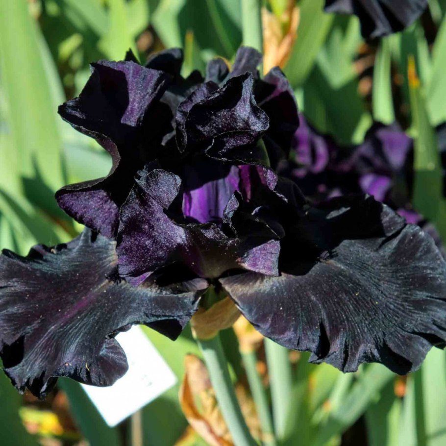 Ирисы Лилак