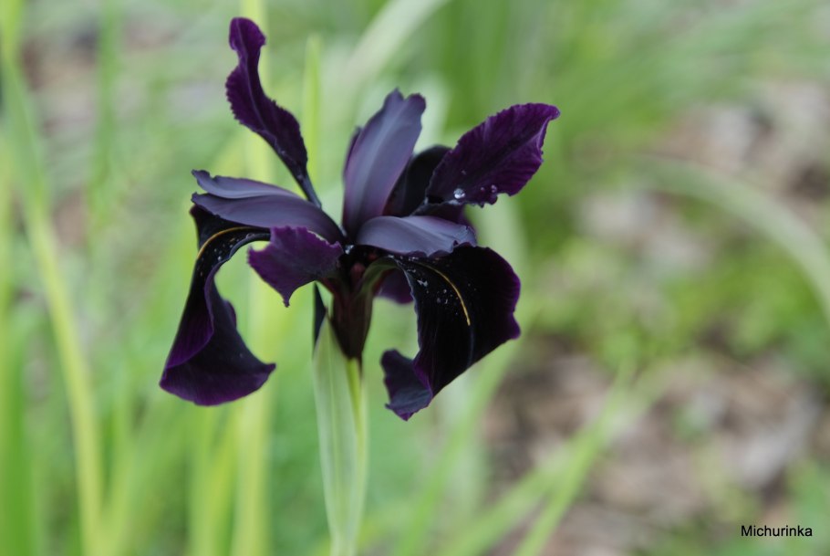 Ирис золотисто-расписной Black form