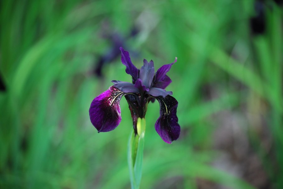 Ирис Chrysographes