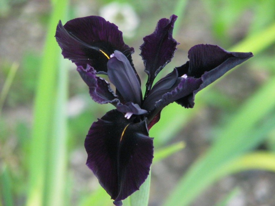 Ирис золотисто-расписной Black form