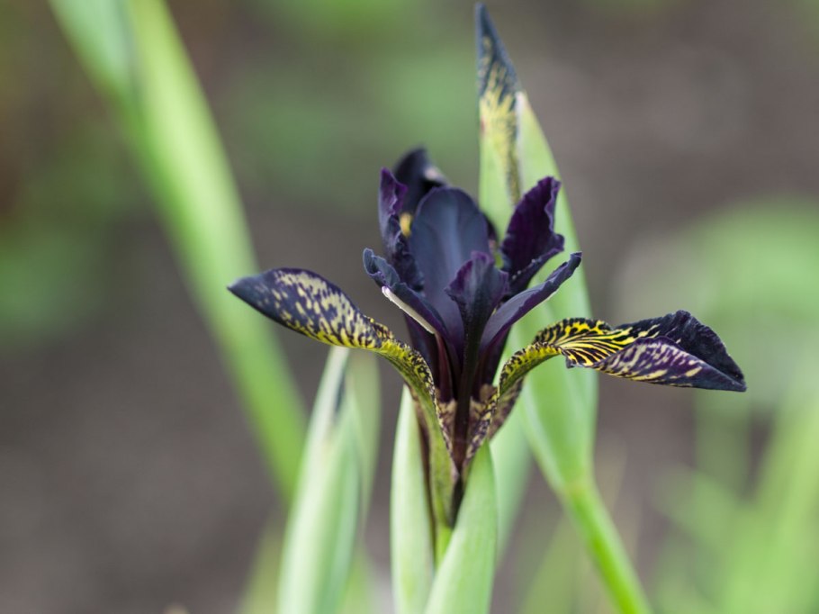 Ирис бородатый Блэк вотч