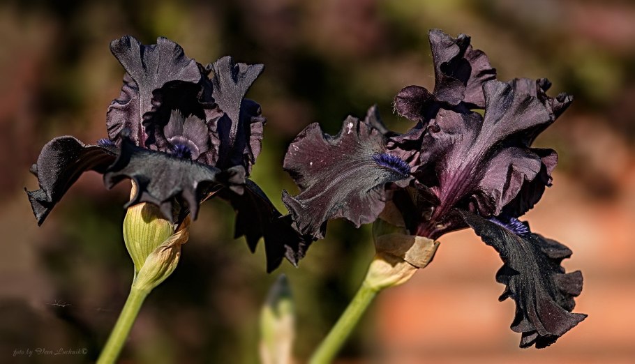 Ирис Black Phantom