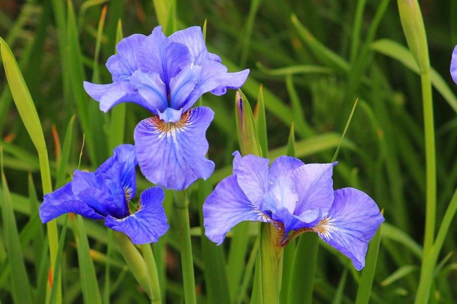 Ирис Сибирский 'Blue King (Barr, 1902)'