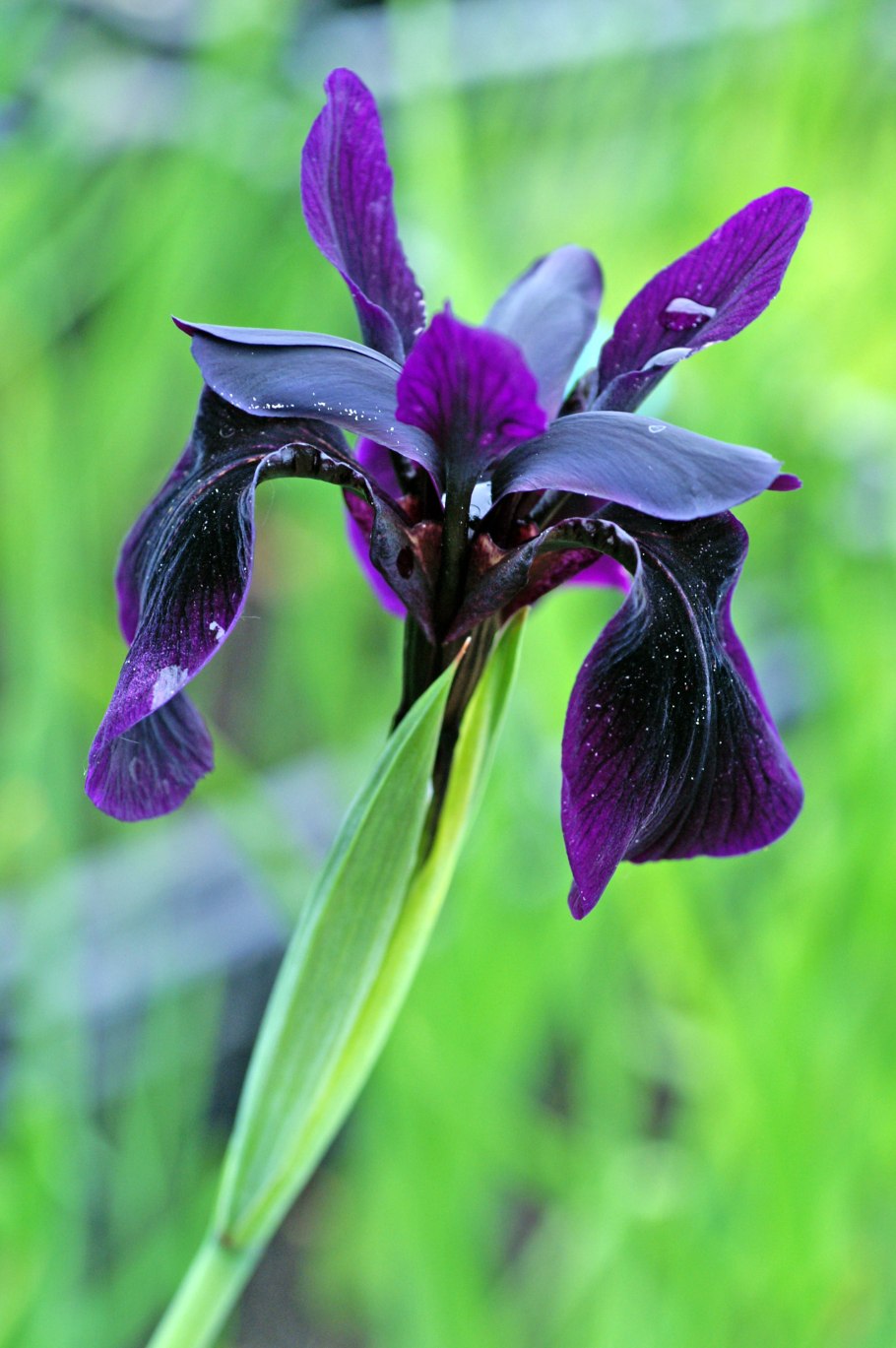 Ирис золотисто-расписной Black form