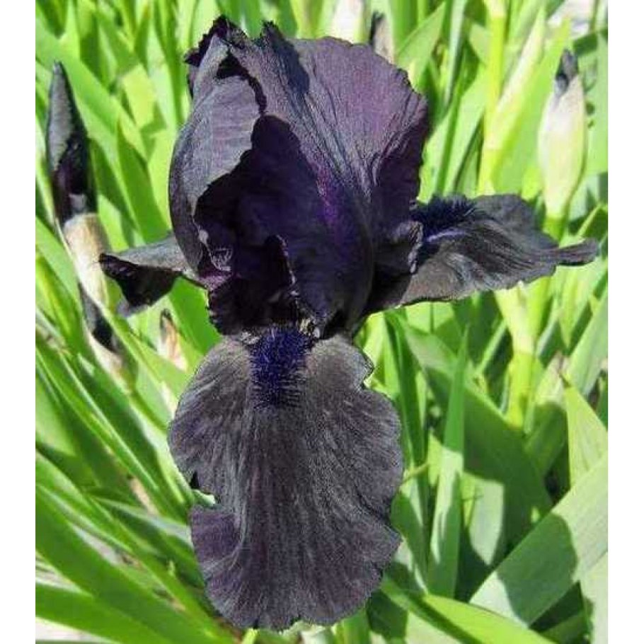 Ирис бородатый черная магия