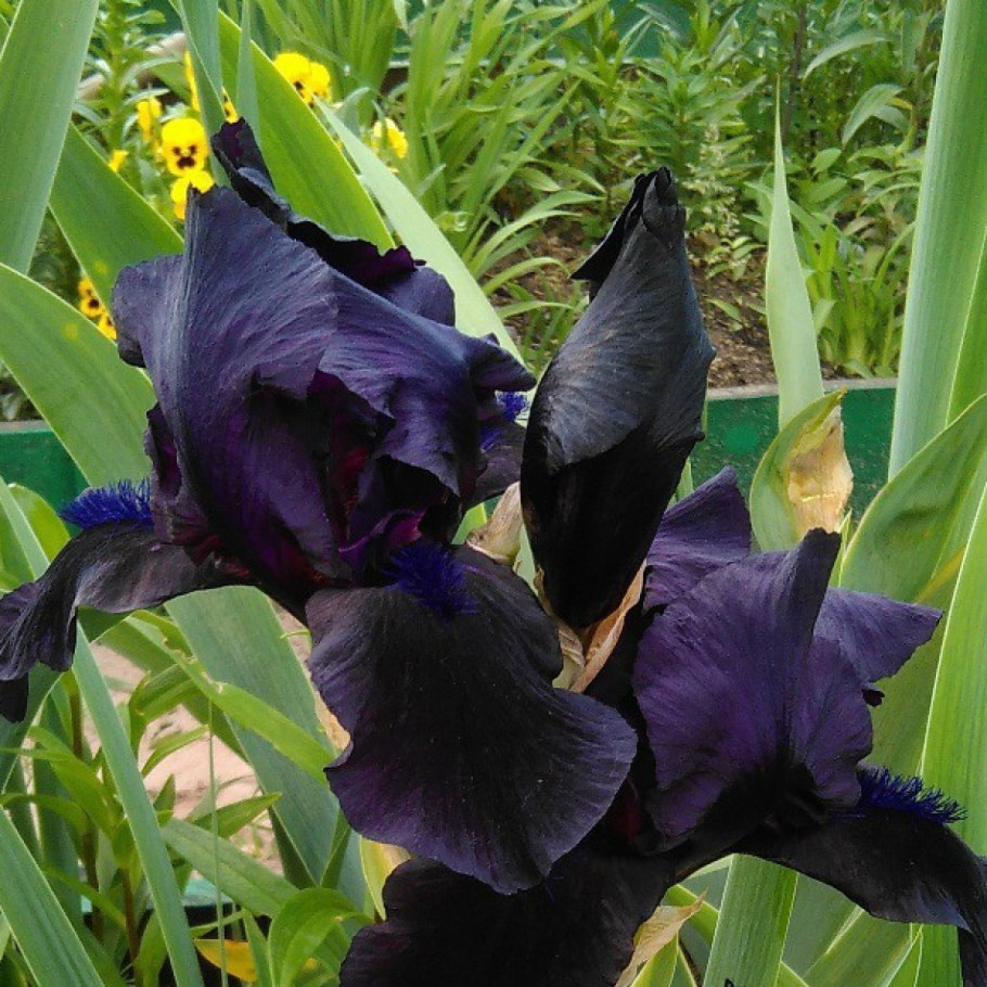 Ирис бородатый Блэк Дрэгон