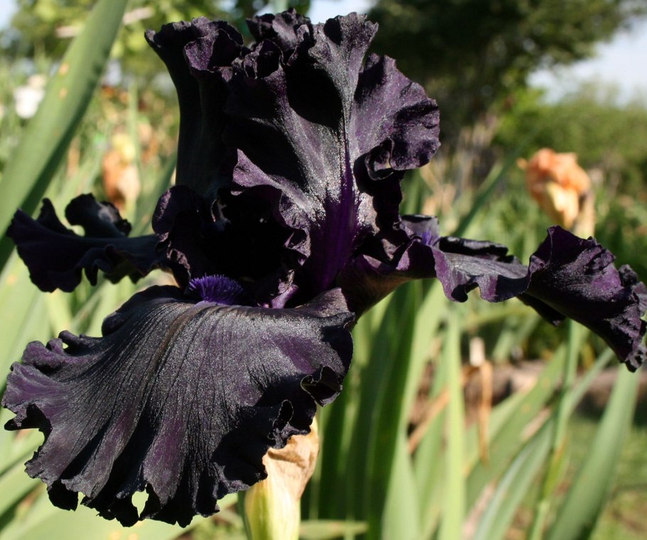 Ирис мечевидный Фортуна