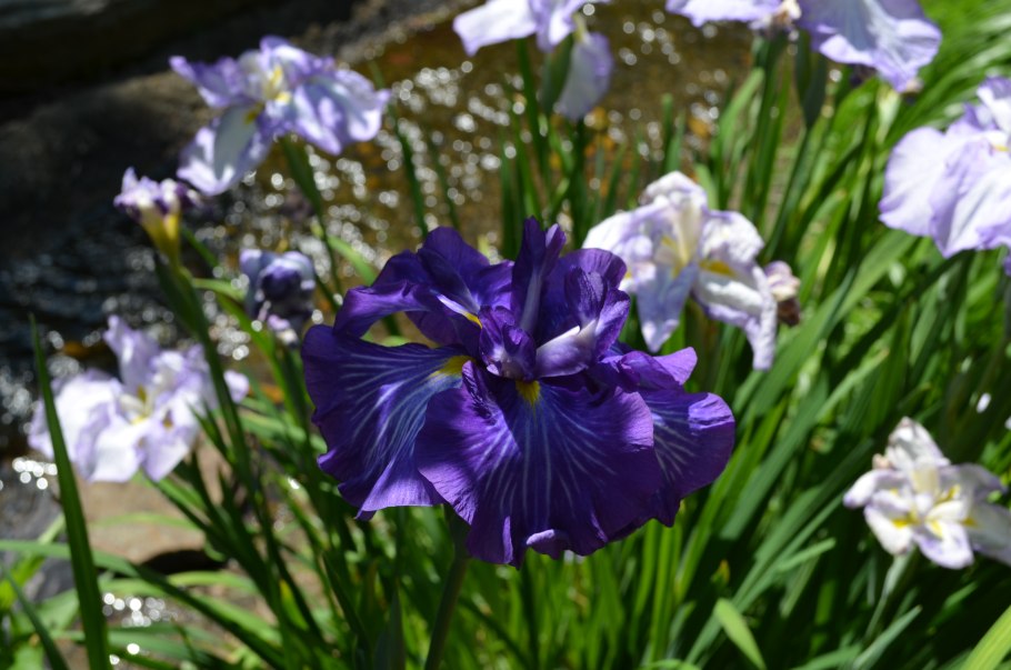 Iris sibirica Tamberg