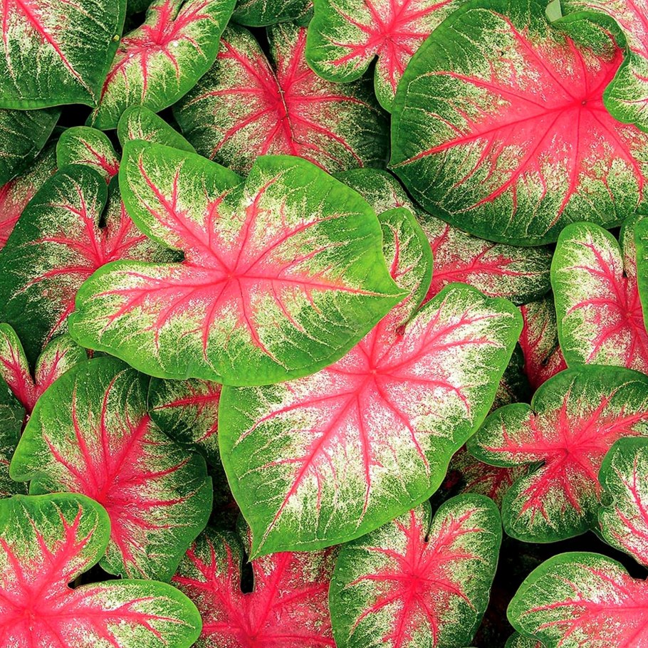 Caladium bicolor Fancy Leaf