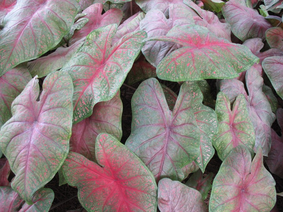 Caladium Red Star