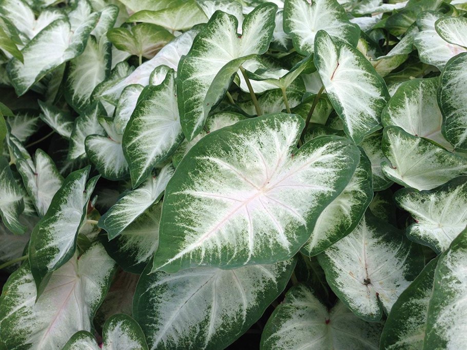 Каладиум Garden White